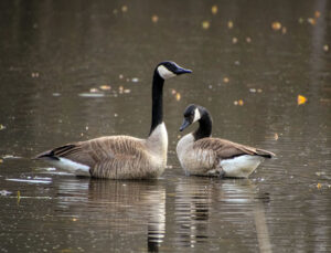 Claire Thomas–Goose Reflection, Sherman Court Pond